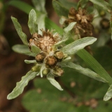 2018-08-27 5277 Marsh Cudweed, Gnaphalium uliginosum, showing woolly, narrow-oblong leaves resembling petals