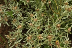 2018-08-27 5278 Marsh Cudweed, Gnaphalium uliginosum on seasonally-flooded clay