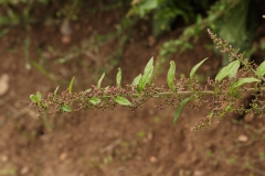 2018-08-27 5284 Many-seeded Goosefoot, Chenopodium polyspermum, fruiting