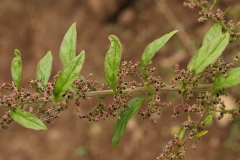 2018-08-27 5285 Many-seeded Goosefoot, Chenopodium polyspermum, fruiting