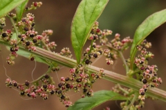 2018-08-27 5287 Many-seeded Goosefoot, Chenopodium polyspermum, fruiting; the red-bordered leaves are characteristic