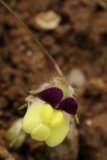 2018-08-27 5291 Sharp-Leaved Fluellen, Kickxia elatine, showing yellow flower with purple (though hardly pale) upper lip