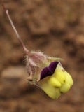 2018-08-27 5292 Sharp-Leaved Fluellen, Kickxia elatine, showing flower stalk without long hairs