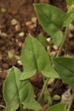 2018-08-27 5295 Hastate Leaf of Sharp-Leaved Fluellen, Kickxia elatine, slightly hairy