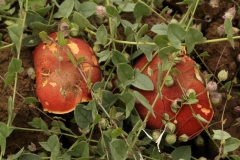 2018-08-27 5296 Mat of Sharp-Leaved Fluellen, Kickxia elatine, on unknown fungus