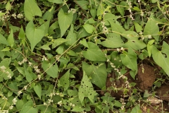 2018-08-27 5297 Black Bindweed, Fallopia convolvulus (a knotweed rather than a convolvulus)