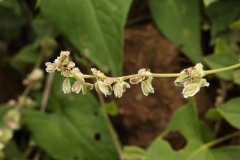 2018-08-27 5299 Raceme of Black Bindweed, Fallopia convolvulus, showing 1-2 mm flower stalks with joint above the middle