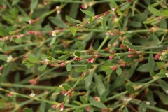 2018-08-27 5301 Knotgrass, Polygonum aviculare