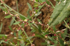 2018-08-27 5302 Knotgrass, Polygonum aviculare