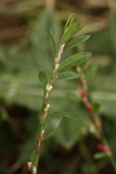 2018-08-27 5304 Knotgrass, Polygonum aviculare