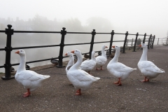 2018-10-19 6539 Geese by the Severn in Bewdley