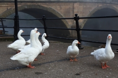 2018-10-19 6540 Geese by the Severn in Bewdley