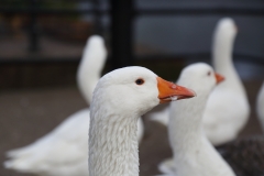 2018-10-19 6541 Bewdley Goose