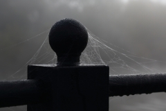 2018-10-19 6545 Dewy Cobweb