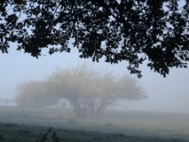 2018-10-19 6547 Misty Tree