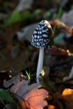 2018-10-19 6550 Magpie Ink Cap