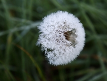 2018-10-19 6552 Dewy Dandelion