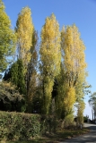 2018-10-19 6562 Autumn Poplars