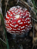 2018-10-22 6928 Fly Agaric, Amanita muscaria