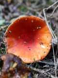 2018-10-22 6929 Fly Agaric, Amanita muscaria, fully mature