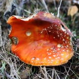 2018-10-22 6930 Fly Agaric, Amanita muscaria, going over