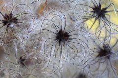 2018-10-22 6936 Old Man's Beard, Clematis vitalba, fruiting