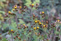 2018-10-22 6937 Ploughman\'s Spikenard, Inula conyzae