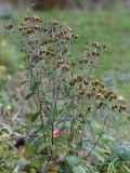 2018-10-22 6939 Ploughman\'s Spikenard, Inula conyzae, showing habit