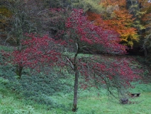 2018-11-06 6979 Autumn Colour above Jubilee Drive