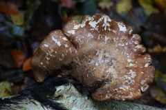 2018-11-06 6991 Birch Bracket Fungus NE of Pinnacle Hill