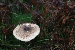 2018-11-06 6995 Fungus by the Shire Ditch