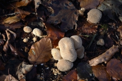 2018-11-12 7027 (Probably) Common Puffball, Lycoperdon perlatum, beside path S from Earnslaw Quarry