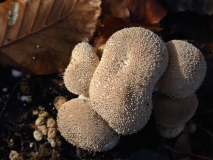 2018-11-12 7028 Common Puffball, Lycoperdon perlatum