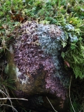 2018-11-16 7142 Colourful Lichen above Cautley Spout