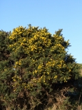 2018-11-22 7495 Autumn Gold Above the Gold Mine