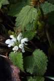 2018-11-22 7516 White Dead-Nettle, Lamium album, a Few Yards below the Gold Mine