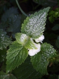 2018-11-22 7517 Frosty White Dead-Nettle, Lamium album