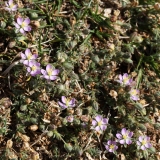 2018-07-23 3305 Sand Spurrey, Spergularia rubra, above West Malvern