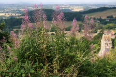 2018-07-23 3313 Rose-Bay Willow-Herb, West Malvern