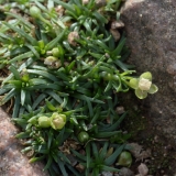 2018-09-21 5711 Pearlwort on the path at the Col Between Worcestershire Beacon and Sugarloaf