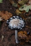 2018-10-02 5894 Dripping Ink Cap