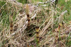 2018-04-06 8925 Young fertile shoots of Great Horsetails, Equisetum telmateia, by the road, approx 764381