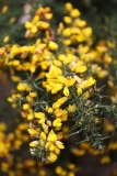 2018-04-06 8929 Gorse, Ulex europaeus