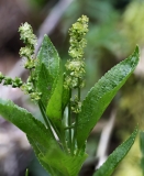 2018-04-06 8960F Male Inflorescence of Dog's Mercury, Mercurialis perennis, in a Gully off the Worcestershire Way, approx 758383