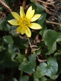 2018-04-06 8982 Lesser Celandine, Ficaria verna