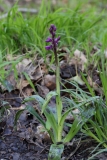 2018-04-26 9765 Early-purple Orchid, Orchis mascula