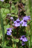 2018-04-26 9770 Ground Ivy, Glechoma hederacea, where track down Whitman's Hill meets Road in Storridge