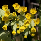 2018-04-26 9794F Cowslip, Primula veris, Storridge