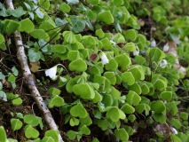 2018-04-26 9804 Wood Sorrell, Oxalis acetosella