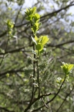 2018-04-26 9806 Grey Willow, Salix cineria